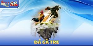 Đá Gà MU88 - Luật Chơi Chính Xác Cần Phải Tìm Hiểu Cẩn Thận