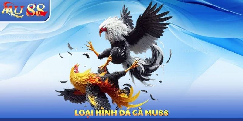 Đá Gà MU88 - Luật Chơi Chính Xác Cần Phải Tìm Hiểu Cẩn Thận