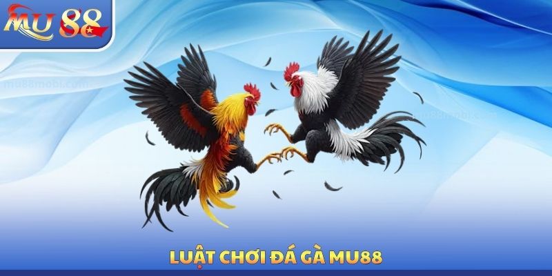 Đá Gà MU88 - Luật Chơi Chính Xác Cần Phải Tìm Hiểu Cẩn Thận