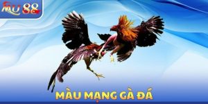 Đá Gà MU88 - Luật Chơi Chính Xác Cần Phải Tìm Hiểu Cẩn Thận