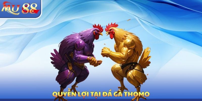 Đá Gà Thomo MU88 - Tận Dụng Quyền Lợi Cá Cược Hấp Dẫn