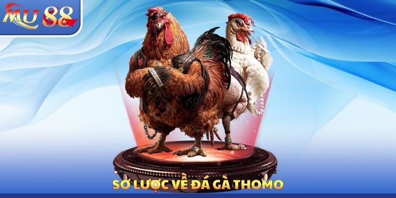 Đá Gà Thomo MU88 - Tận Dụng Quyền Lợi Cá Cược Hấp Dẫn