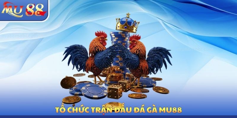 Đá Gà MU88 - Luật Chơi Chính Xác Cần Phải Tìm Hiểu Cẩn Thận